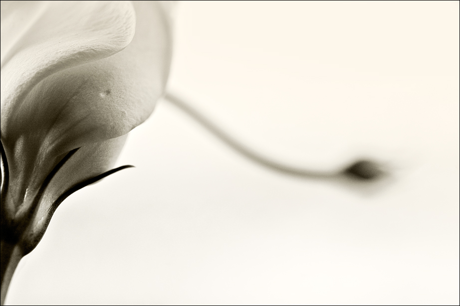 nur monochrom...