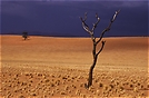 Namib