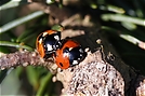 Es wird Frühling ND