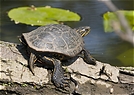 Was für eine Schildkröte ist das? ND