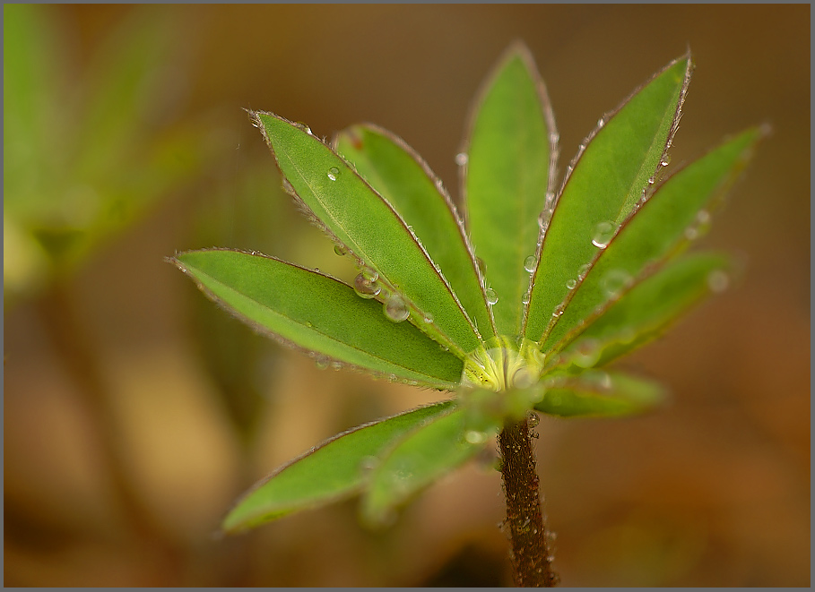 Lupine ND