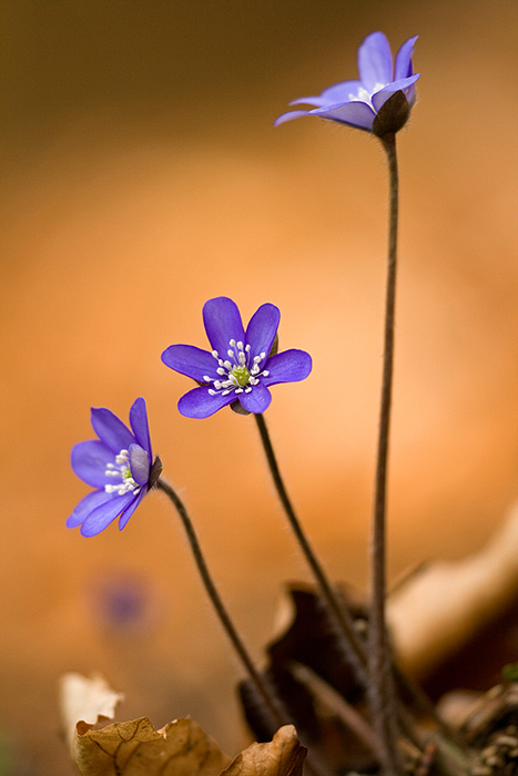 Leberblümchen II ND