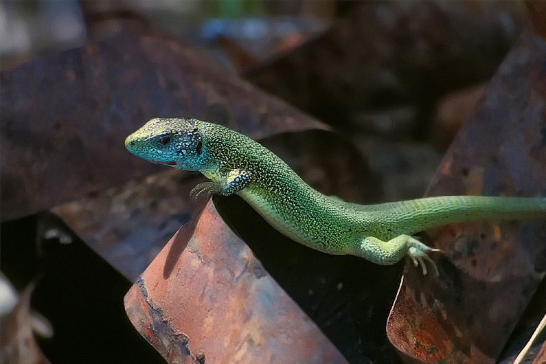 "Green Lizard goes metal" - ND/EBV