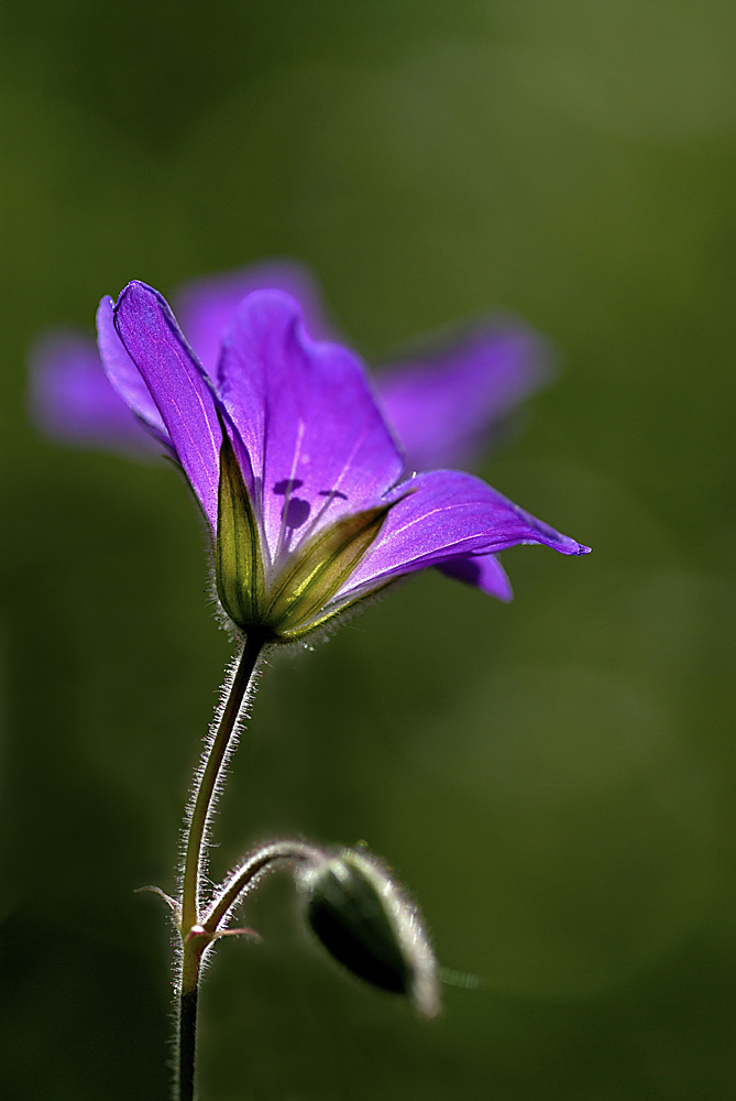 Wiesenstorchschnabel