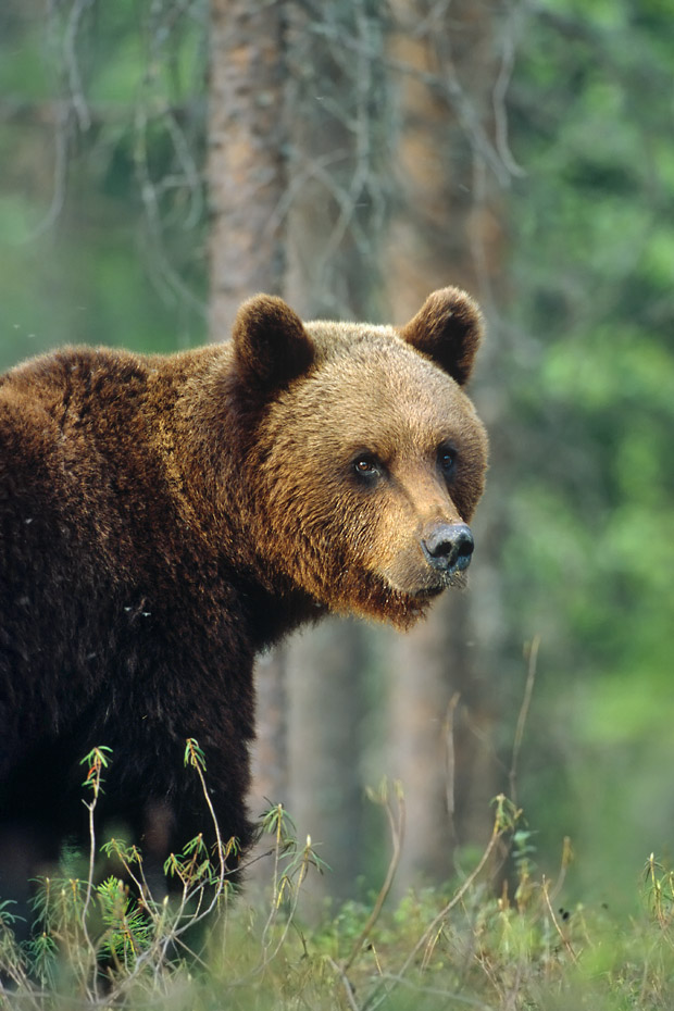 Braunbär (KD)
