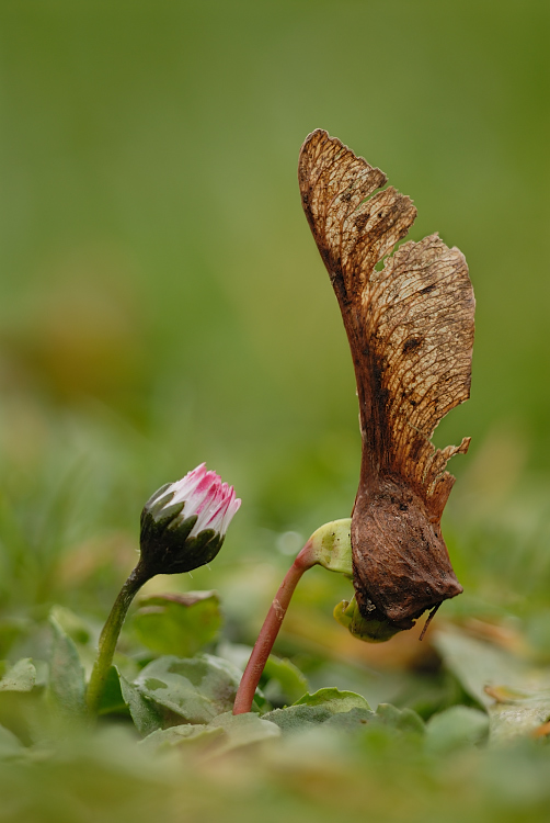 Wiesenfreunde