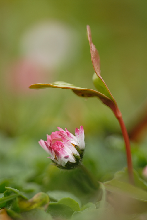 Ahorn und Blume