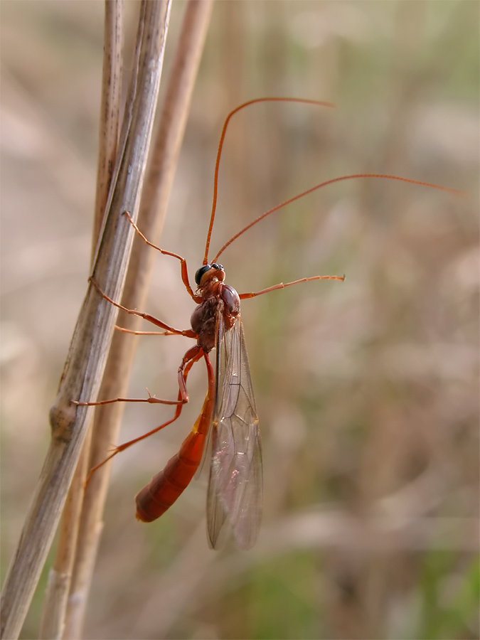 Noch ein ~ Wegweiser ~   Hymenoptera indet. - ND