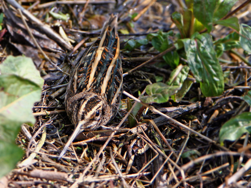 Zwergschnepfe