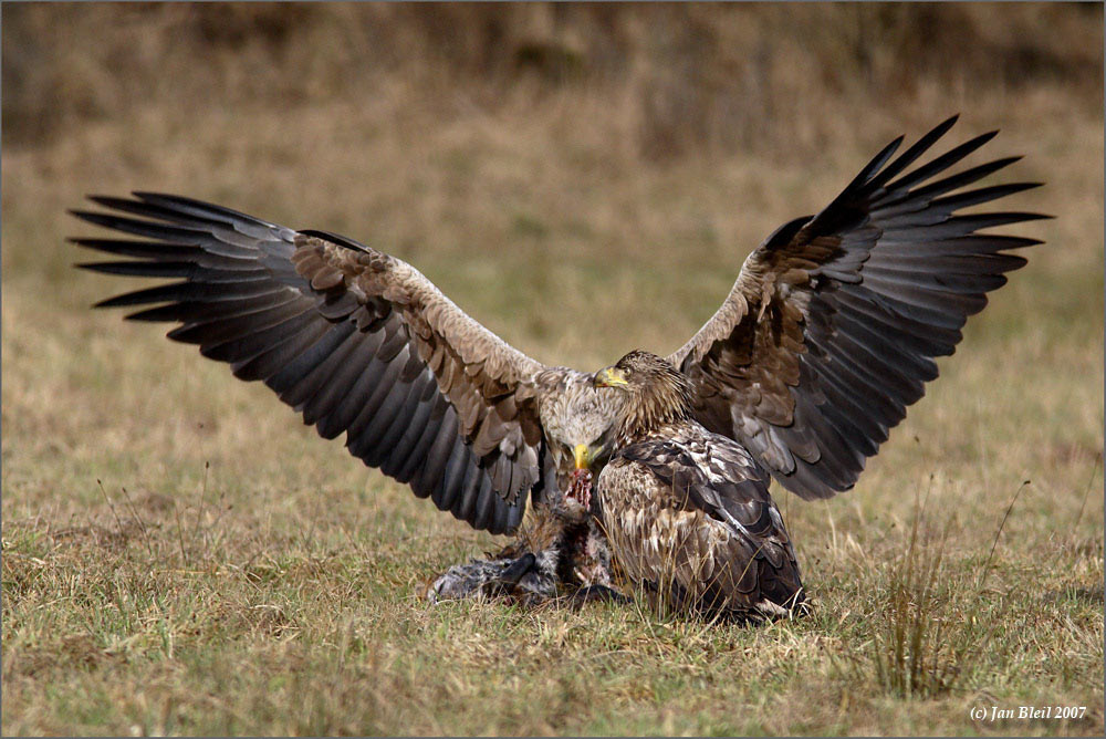 Seeadler (Haliaeetus albicilla) KD