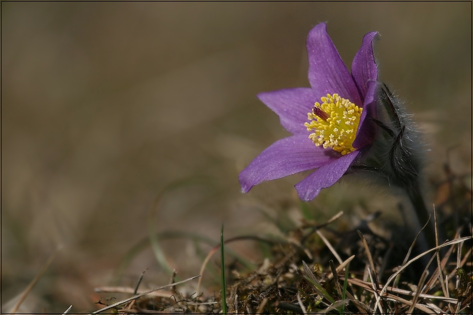 Gewöhnliche Küchenschelle (Pulsatilla vulgaris)