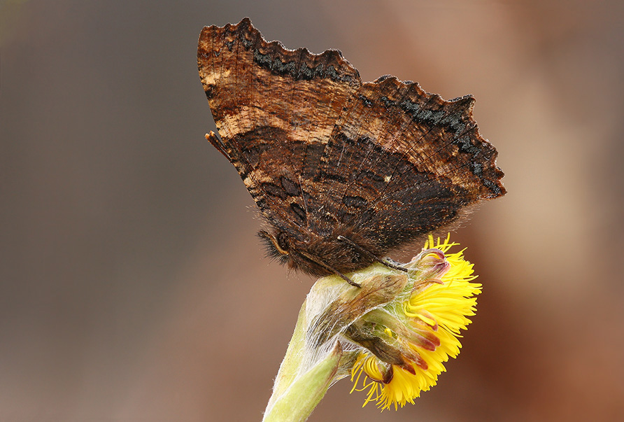 Aglais urticae L.