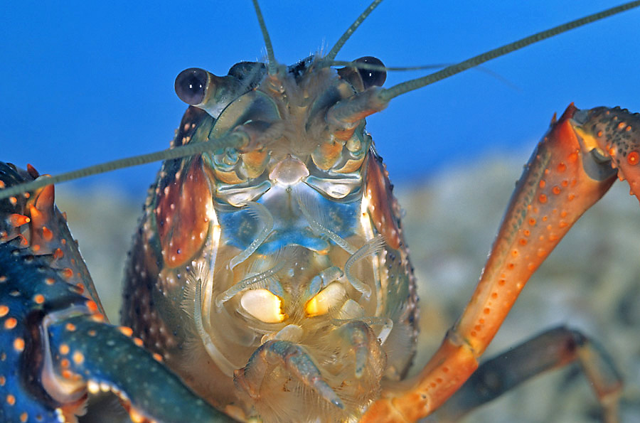 Procambarus clarkii, Roter Amerikanischer Sumpfkrebs