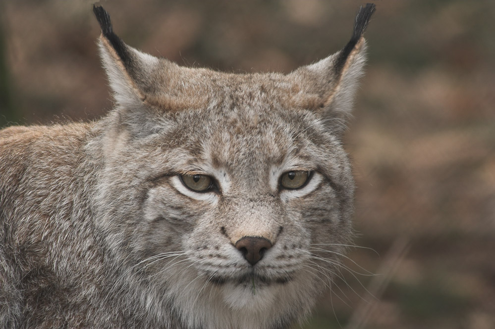 ZO: Luchs