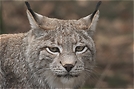 ZO: Luchs