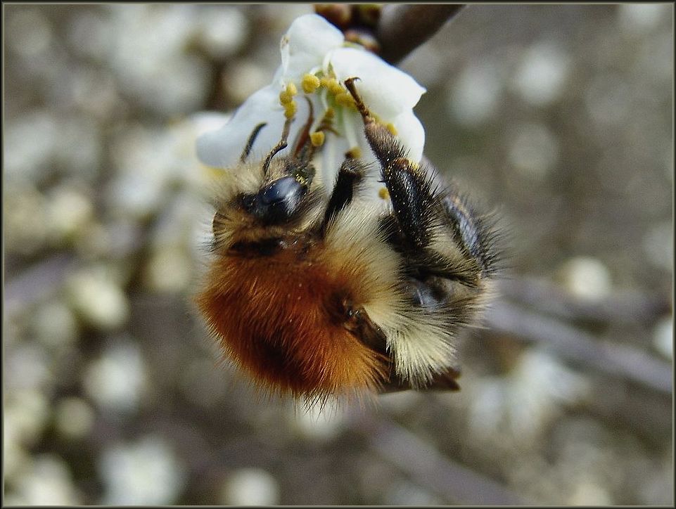 Ackerhummel