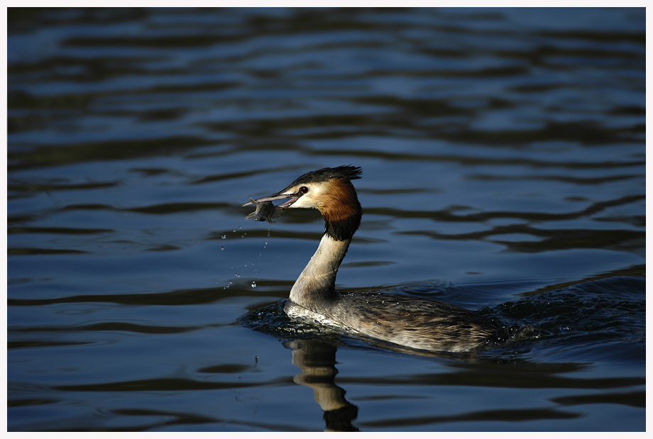 Podiceps cristatus ND