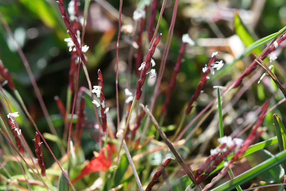 Mibora minima