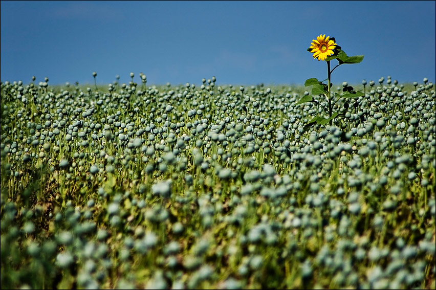 Alleine im Mohnfeld