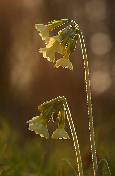Primula elatior ND