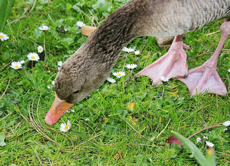 Gänse-Blümchen KD