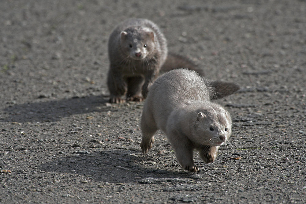 Mink 2