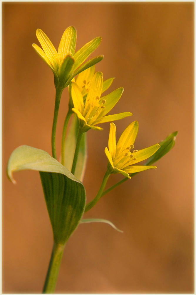 Waldgoldstern?  (nur ein Versuch) ND