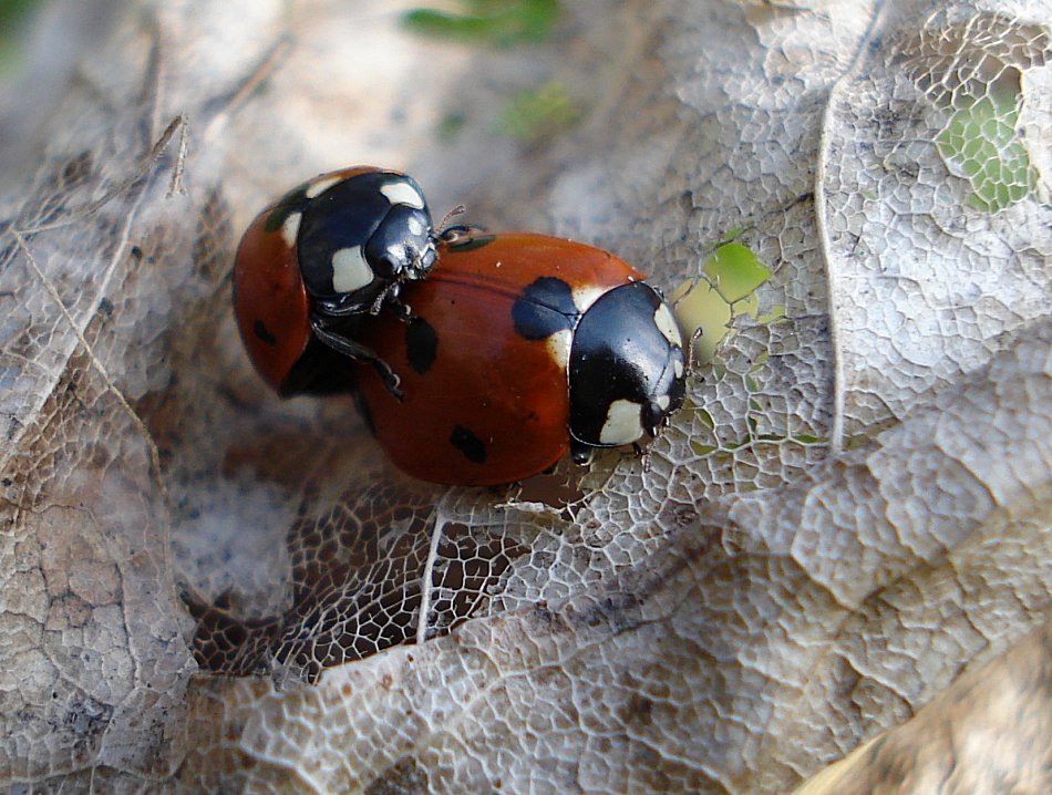 Marienkäfer EBV