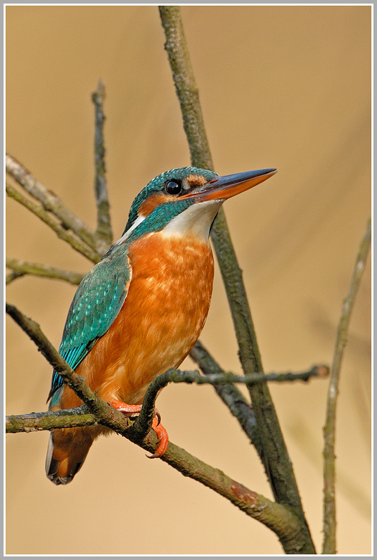 Eisvogel in natürlicher Umgebung (ND)