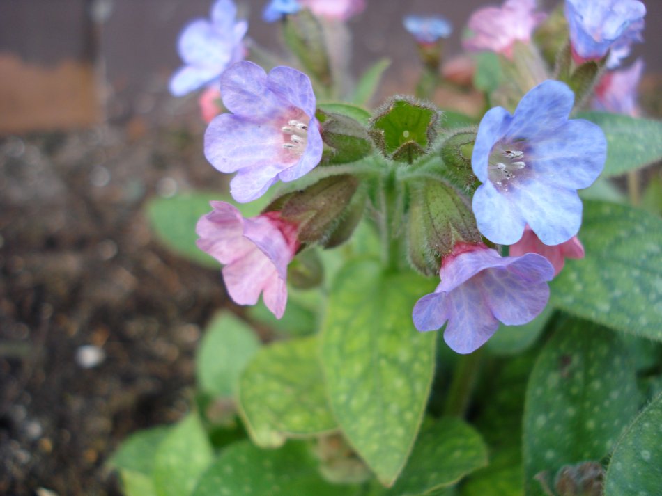 Unbekannte Gartenblume ND