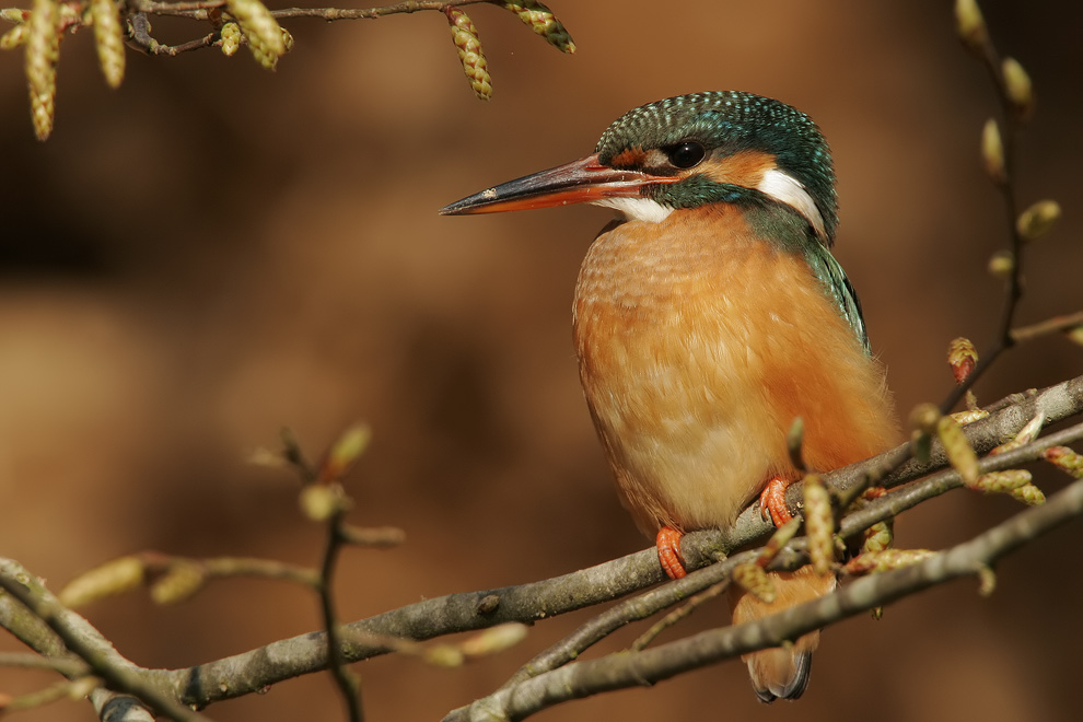 Eisvogel in Buche - Experiment