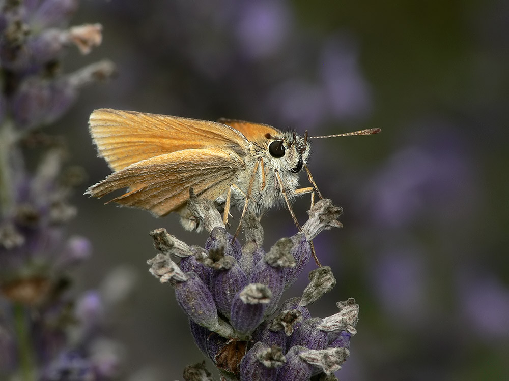 Lavendel
