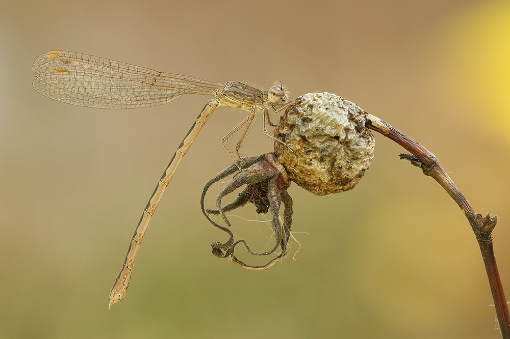 Sibirische Winterlibelle (Sympecma paedisca)Danke Oliver und Thorsten für die Bestimmung