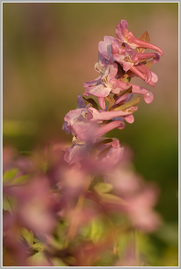 Hohler Lerchensporn (Corydalis cava)