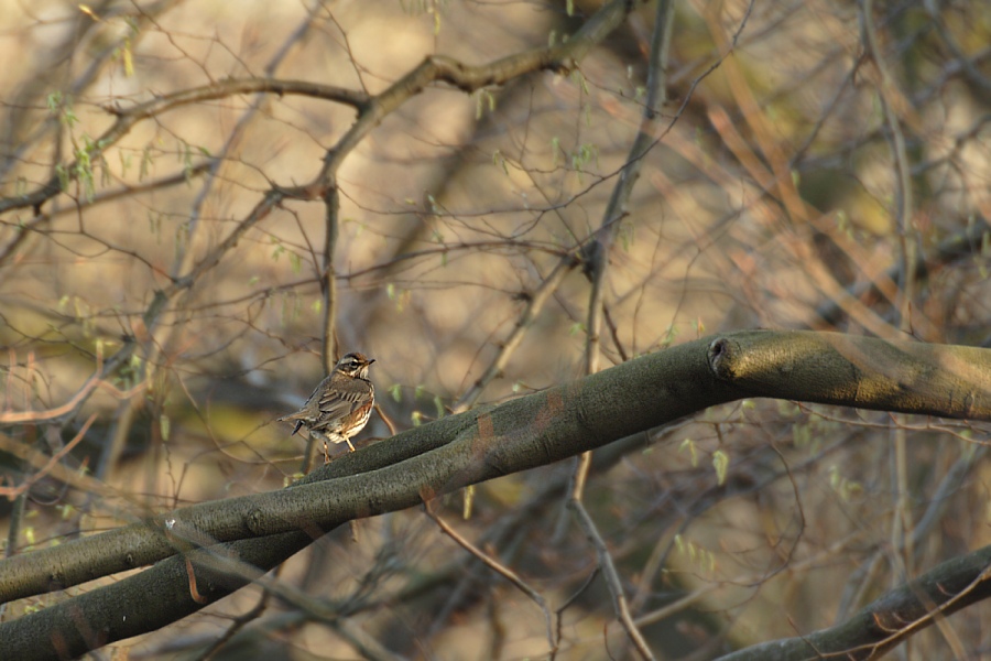 Rotdrossel - Suchbild ND