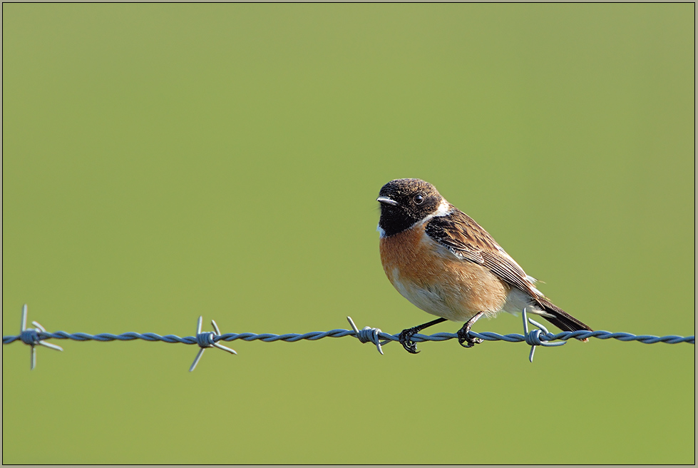 männl. Schwarzkehlchen *Saxicola torquata* [ND]