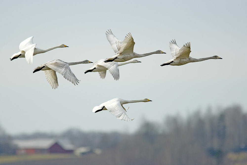 Singschwan-Familie ND