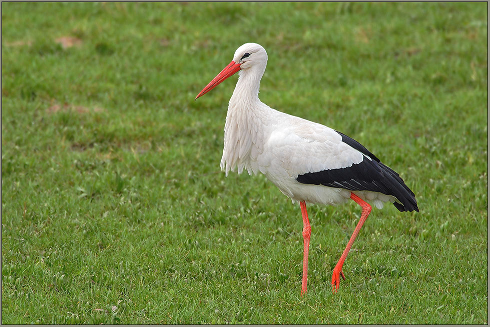 Weißstorch *Ciconia ciconia* [ND]