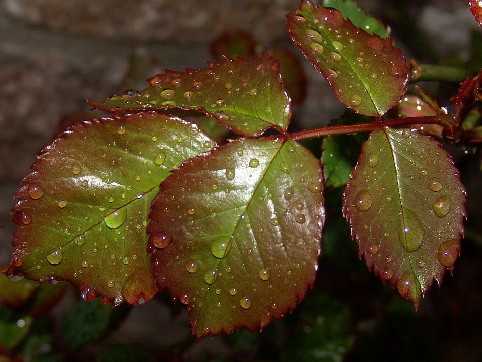 Rosenblätter