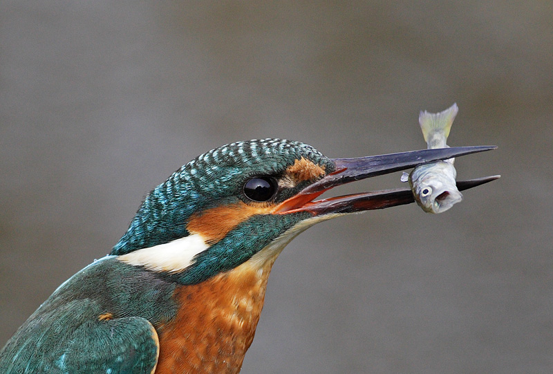 EISVOGEL KD