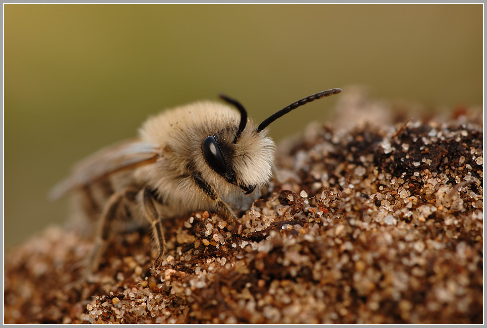 Weiden Seidenbiene (Colletes cunicularius)