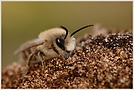 Weiden Seidenbiene (Colletes cunicularius)