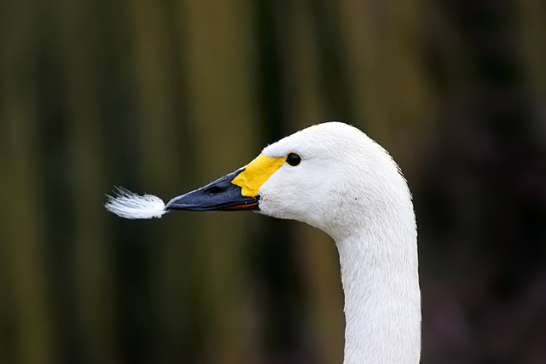 cygnus columbianus bewickii (Forum für Naturfotografen)