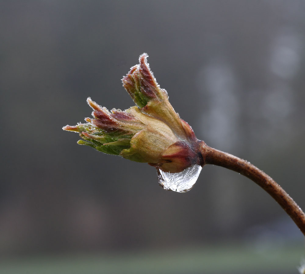 ND kalter Frühlingsmorgen