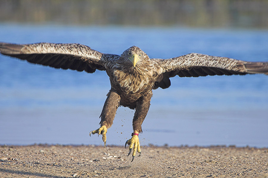 Seeadler - KD