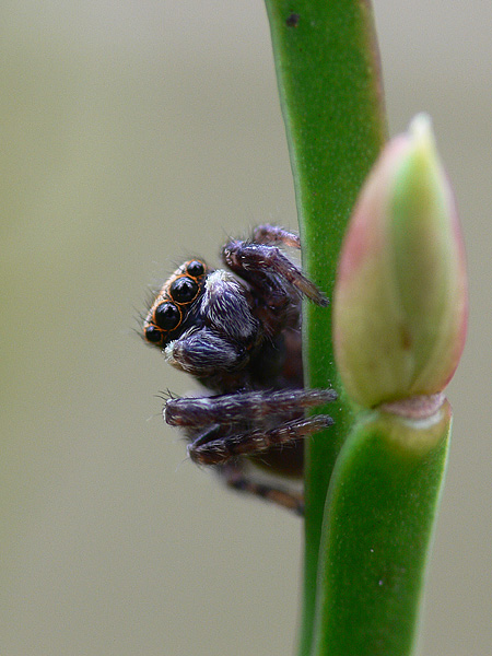 ND: Springspinne