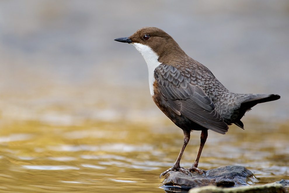 wasseramsel (ND)