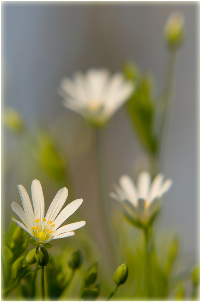 Echte Sternmiere (Stellaria holostea)