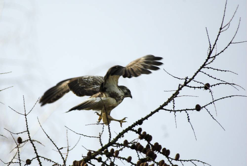 Springender Bussard nd