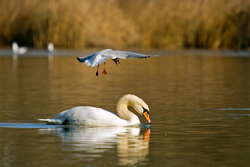 Lachmöwe attackiert Schwan ND